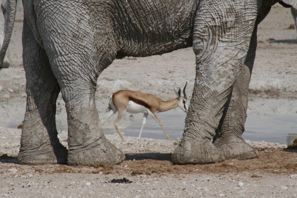 The Unconsidered Elephant