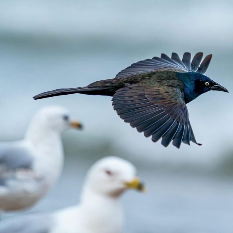 Biodiversity makes your life better, healthier,&nbsp;freer